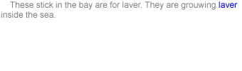     These stick in the bay are for laver. They are grouwing laver inside the sea.